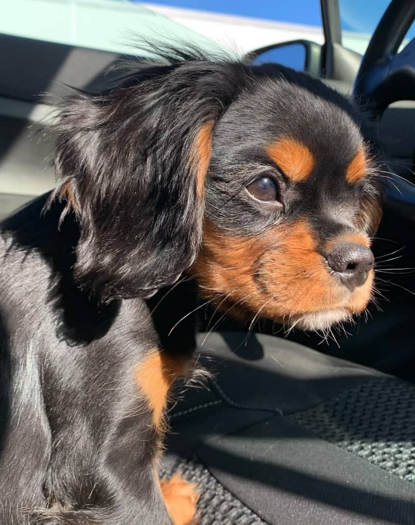 Pixie Female 12 Weeks Old Cavalier Puppies – Healthy, Adorable & Ready for Adoption - Image 6