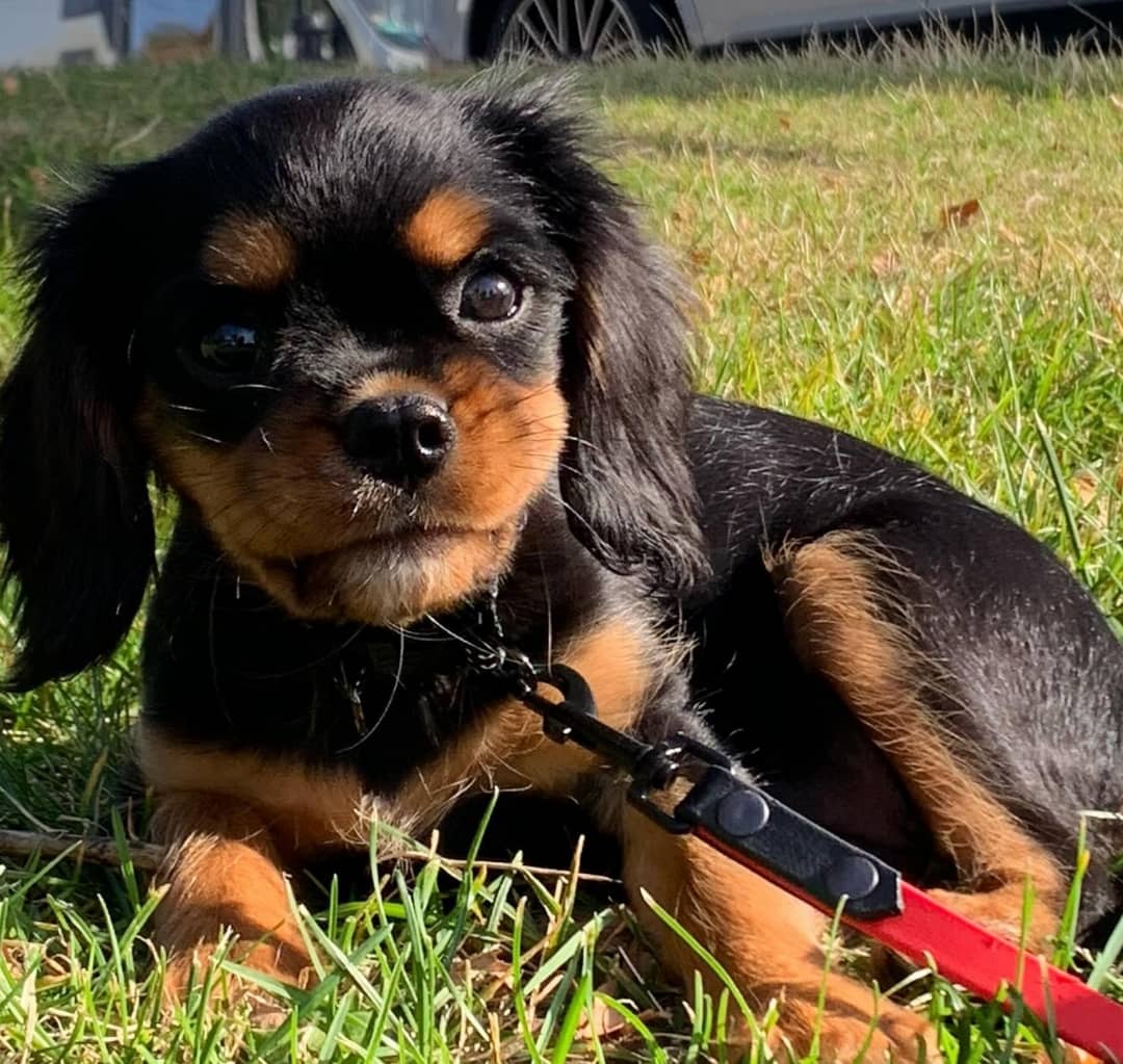 Pixie Female 12 Weeks Old Cavalier Puppies – Healthy, Adorable & Ready for Adoption - Image 7