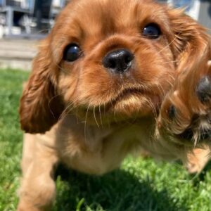 Pudding Female 8 Weeks Old Cavalier Puppies – Healthy & Adorable | Reserve Now