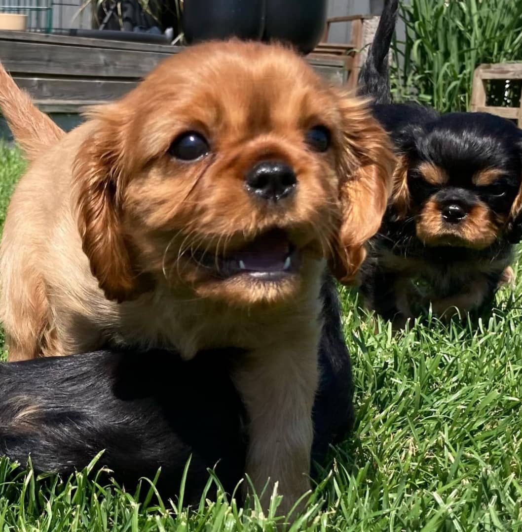 Pudding Female 8 Weeks Old Cavalier Puppies