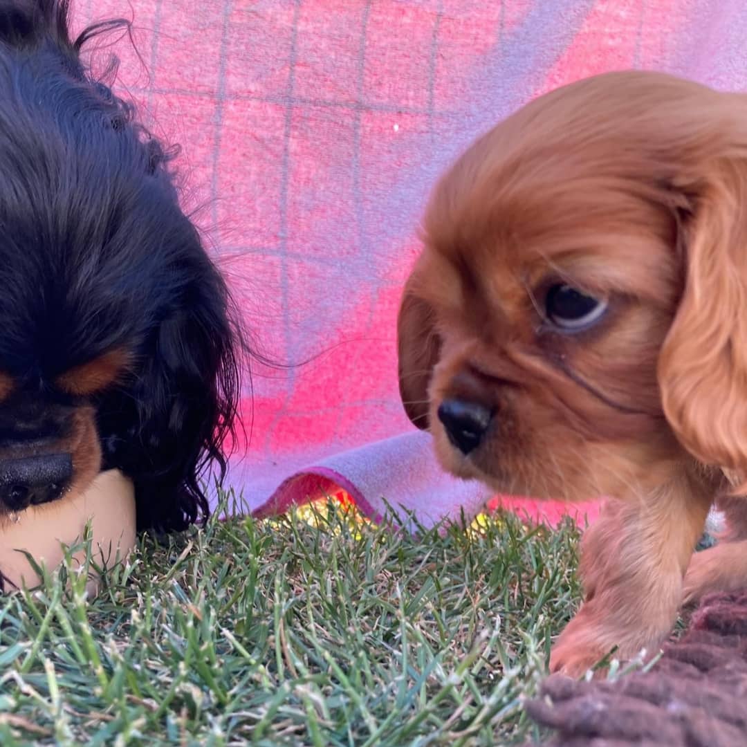 Pudding Female 8 Weeks Old Cavalier Puppies – Healthy & Adorable | Reserve Now - Image 5