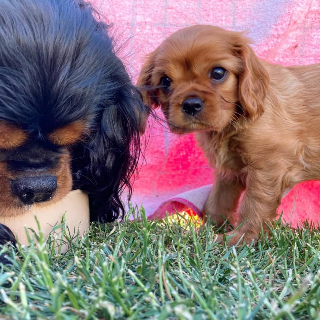 Pudding Female 8 Weeks Old Cavalier Puppies – Healthy & Adorable | Reserve Now - Image 4