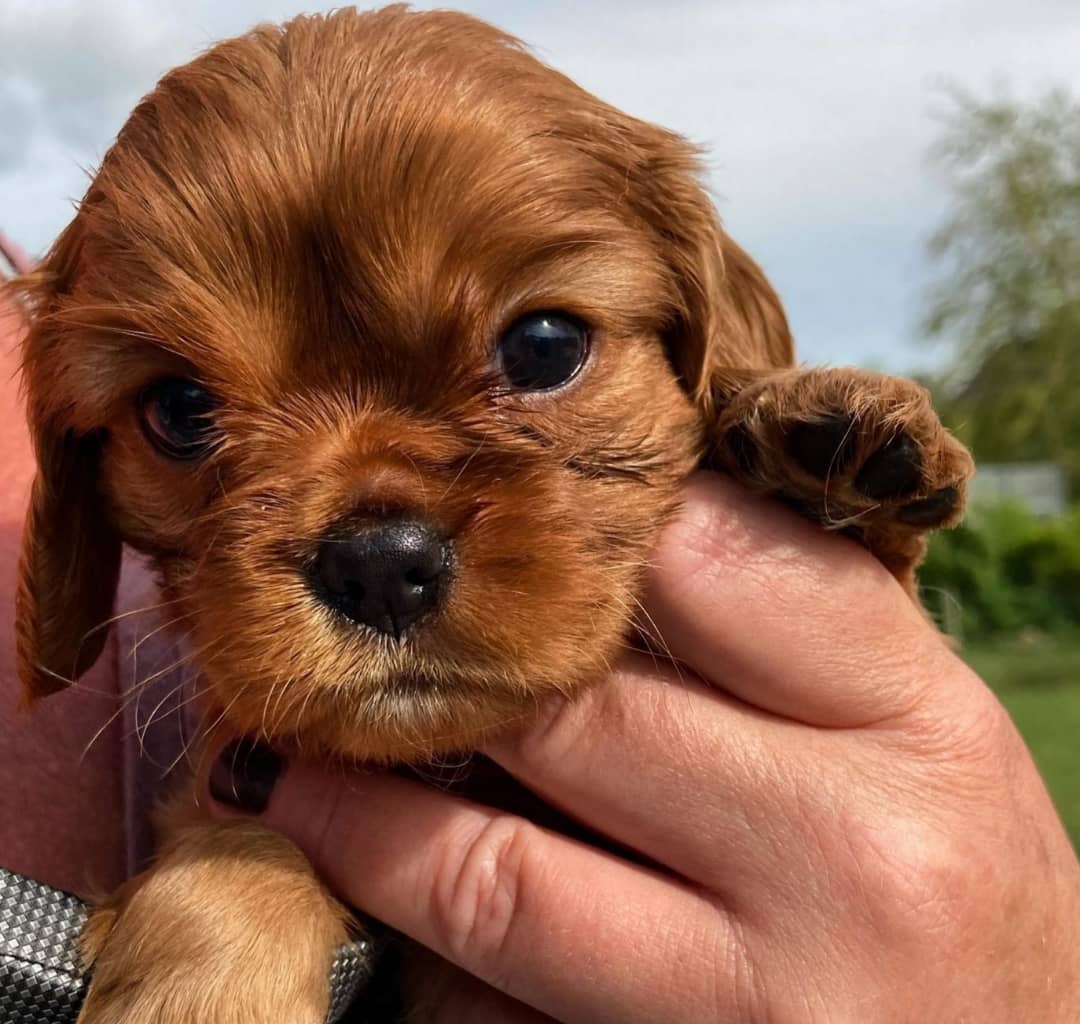 Pudding Female 8 Weeks Old Cavalier Puppies – Healthy & Adorable | Reserve Now - Image 6
