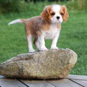 Rosie Female 12 Weeks Old Cavalier Puppies – Healthy & Loving | Reserve Now