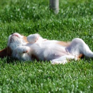 Rosie Female 12 Weeks Old Cavalier Puppies – Healthy & Loving | Reserve Now