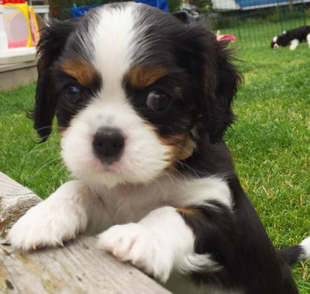 Snickers Male 14 Weeks Old Cavalier Puppies – Reserve Your Puppy Now - Image 5