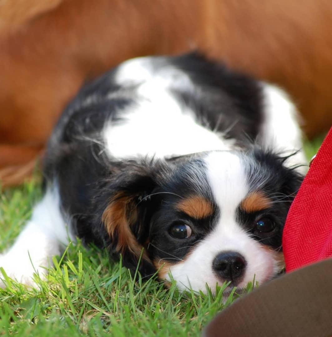 Snickers Male 14 Weeks Old Cavalier Puppies – Reserve Your Puppy Now - Image 2