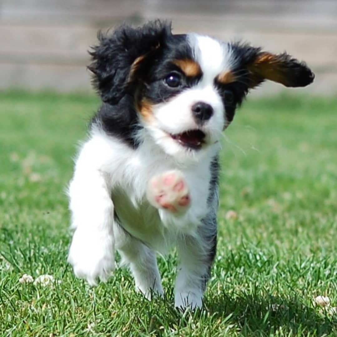 Snickers male 14 weeks old Cavalier puppy