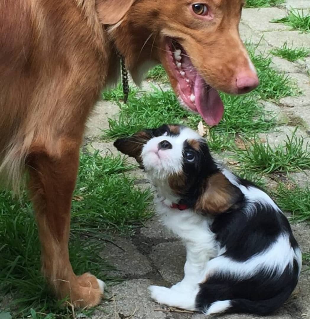 Snickers Male 14 Weeks Old Cavalier Puppies – Reserve Your Puppy Now - Image 4