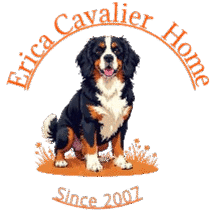 Erica Cavalier Puppies for Adoption